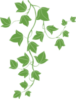 simplicity ivy freehand drawing flat design png