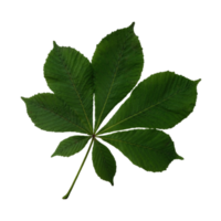 folha de castanheiro verde brilhante, objeto isolado, elemento de recorte em fundo branco, humor colorido sazonal de primavera ou verão, foco suave e traçado de recorte png