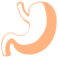 Stomach Line Art png