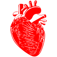 umano cuore linea arte png