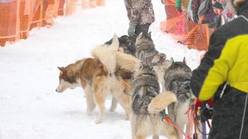 NOVOSIBIRSK, RUSSIAN FEDERATION FEBRUARY 23, 2018 - Husky sled dogs with dog driver participates in competitions in races on sleds, slow motion. The  Power of Siberia  festival video