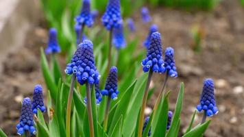 Close up of a flower Muscari first blue spring flower video