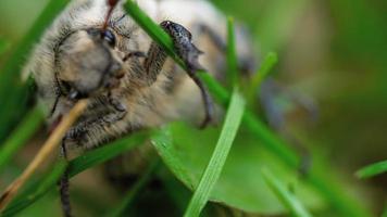 puede bug escarabajo abejorro, melolontha vulgaris en hierba, cerrar video