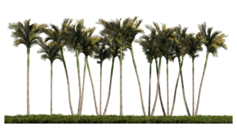 3ds rendering image of front view of palm trees on grasses field. png