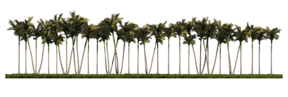 3ds rendering image of front view of palm trees on grasses field. png