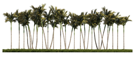 3ds rendering image of front view of palm trees on grasses field. png