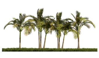 3ds renderen beeld van voorkant visie van palm bomen Aan grassen veld. png