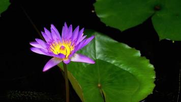 Sun rays at the water lily flower video