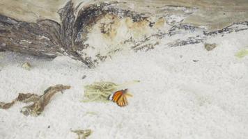 Monarchvlinder danaus plexippus voedt close-up, slow-motion video