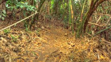 chemin de randonnée dans la jungle tropicale du point de vue des îles similan. vue à la première personne, images hdr video