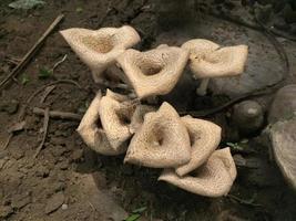 Close-up of a mushroom with a unique shape on the trunk of a long felled mango tree. Parasitic fungus growth on trees. photo