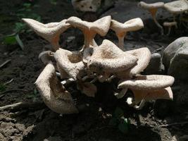 Close-up of a mushroom with a unique shape on the trunk of a long felled mango tree. Parasitic fungus growth on trees. photo