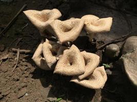 Close-up of a mushroom with a unique shape on the trunk of a long felled mango tree. Parasitic fungus growth on trees. photo