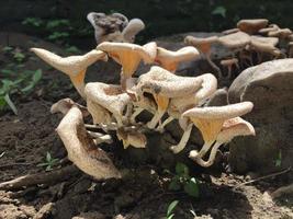 Close-up of a mushroom with a unique shape on the trunk of a long felled mango tree. Parasitic fungus growth on trees. photo