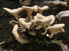 Close-up of a mushroom with a unique shape on the trunk of a long felled mango tree. Parasitic fungus growth on trees. photo