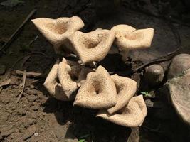 Close-up of a mushroom with a unique shape on the trunk of a long felled mango tree. Parasitic fungus growth on trees. photo