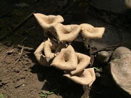 Close-up of a mushroom with a unique shape on the trunk of a long felled mango tree. Parasitic fungus growth on trees. photo