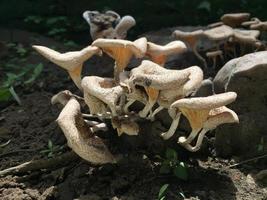 Close-up of a mushroom with a unique shape on the trunk of a long felled mango tree. Parasitic fungus growth on trees. photo