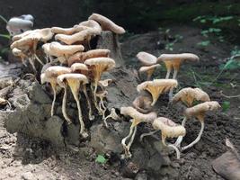 Close-up of a mushroom with a unique shape on the trunk of a long felled mango tree. Parasitic fungus growth on trees. photo