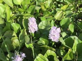 flores de plantas de jacinto de agua que se ven hermosas foto