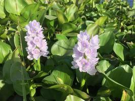 flores de plantas de jacinto de agua que se ven hermosas foto