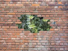 ivy behind red brick wall photo
