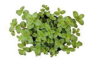 hojas de menta verde sobre fondo blanco foto