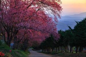 Morning sunrise cherry blossom pathway in Khun Wang ChiangMai, Thailand. photo