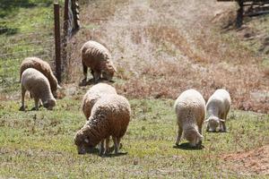 Sheep in nature on meadow. Farming outdoor. photo