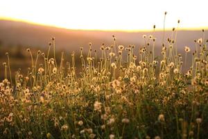 Grass flower with evening light photo