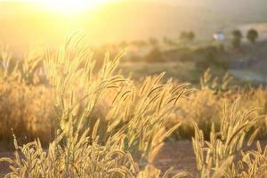 campos de hierba al atardecer foto