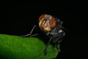 close-up photo of flies, blurred background
