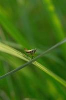 foto macro de un pequeño insecto posado en una hoja con ángulo de tiro trasero