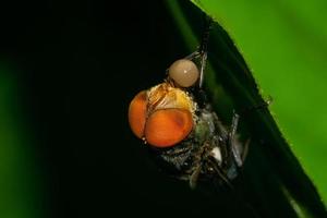 close-up photo of flies, blurred background