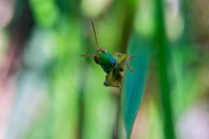 macro photo of a grasshopper perched on a leaf