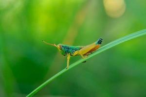 macro photo of a grasshopper perched on a leaf