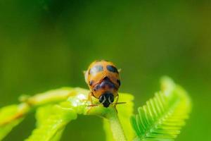 ladybug on green leaf, natural background. photo