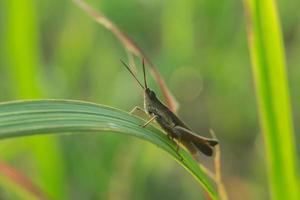 macro photo of a grasshopper perched on a leaf