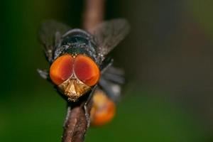 close-up photo of flies, blurred background