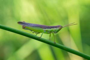 macro photo of a grasshopper perched on a stalk