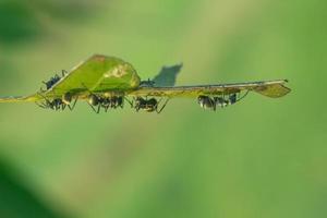 black ant on a leaf on a blurred background photo