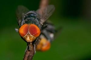 close-up photo of flies, blurred background