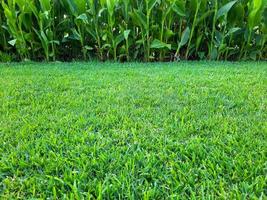 Special background of grass and vertical plants photo