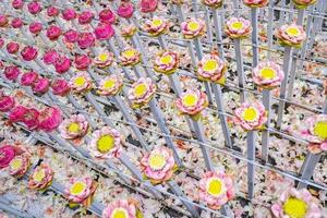 mucho para el loto rosa y blanco reducido en el evento de flores, para el fondo o una idea para el evento y el telón de fondo. foto