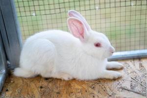 White rabbit is sit in the cage at the outdoor field. photo