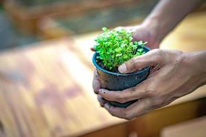 Man hold sapling on his hand photo