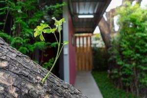 ReNew and Reborn the sapling plant from the burned big tree, It tries to survive by itself. photo