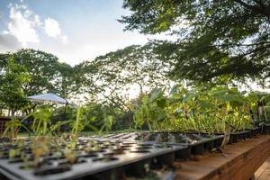 saplings are growing in the farming plastic flowerpot in a row with big tree and sky background. photo