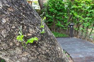 renueva y renace la planta joven del gran árbol quemado, trata de sobrevivir por sí mismo. foto