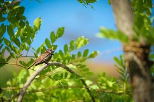 wet lonely sparrow in the summer and warm weather hang on to tree branch with blur orange sky background. photo